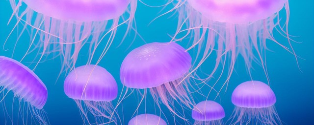 海蜇如何吃的做法