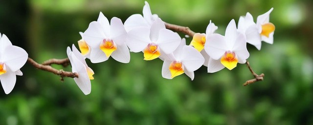 石斛花泡水喝的功效