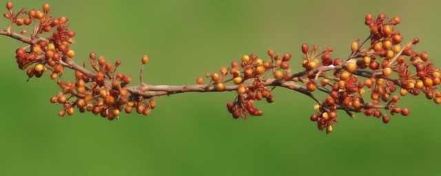 山楂的功效与作用