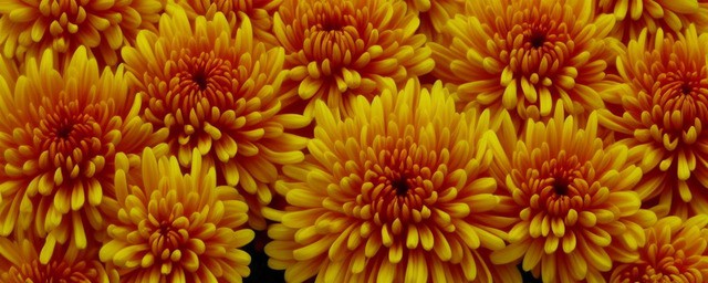 菊花的寓意和象征