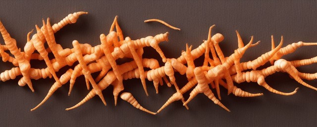 冬虫夏草的功效与作用及食用要领