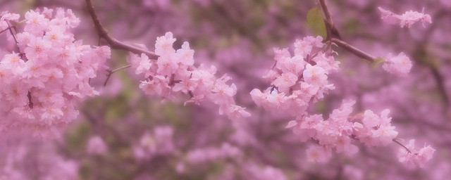 朝花夕拾读后感800字