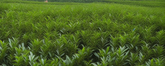 苦丁茶的功效与作用