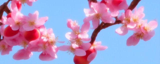 桃花仙人指的是谁