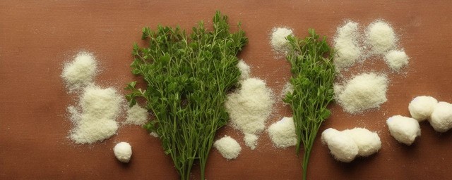荠菜不能和什么一起吃