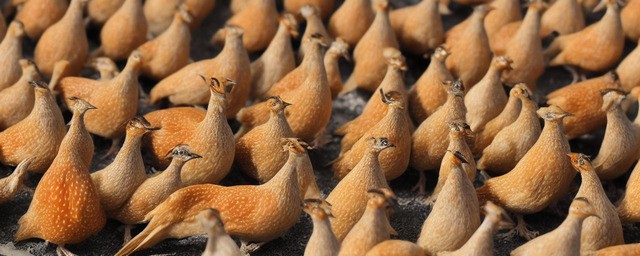 鹌鹑不能和什么食物一起吃 鹌鹑不能和什么食物一起吃