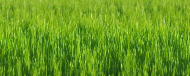 草芽是什么季节