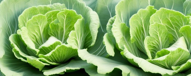 白菜什么时候种植