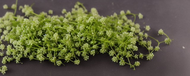 荠菜的做法大全