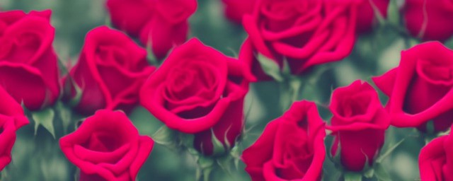 梦到玫瑰花预示着什么 梦到玫瑰花预示着什么