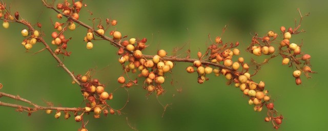 熬山楂水的做法