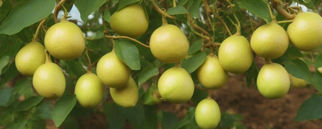 百香果什么时候种植最好
