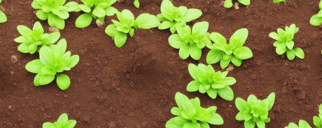 碱性土壤适合种植什么