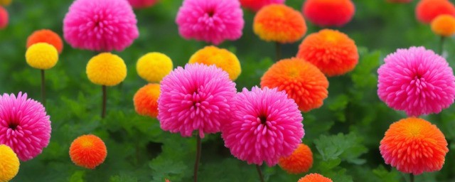 菊花的花语是什么