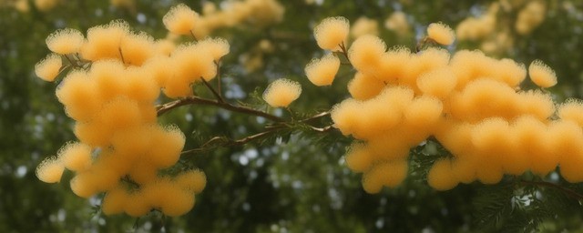 含羞草开花寓意什么