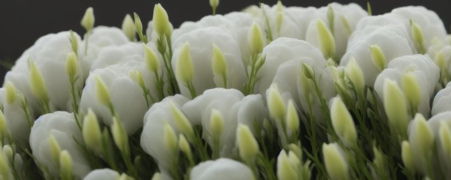 洋桔梗的花语是什么