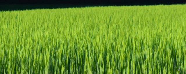 什么田野填动词