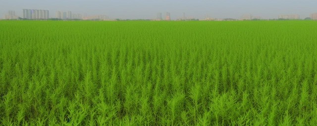 旱地适合种植什么中药材