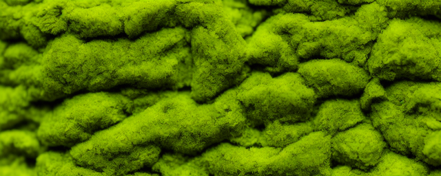菜苔能过夜吃吗