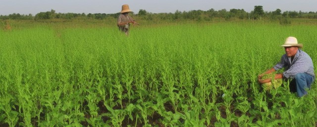 农村种植什么不愁销路
