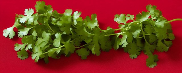芫荽能过夜吃吗