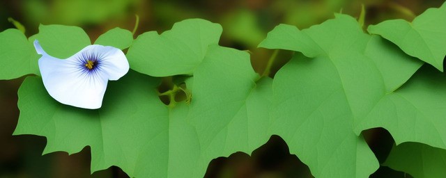 牵牛花生活在哪里