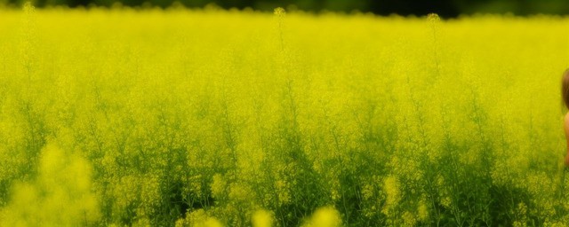 油菜花代表什么爱情