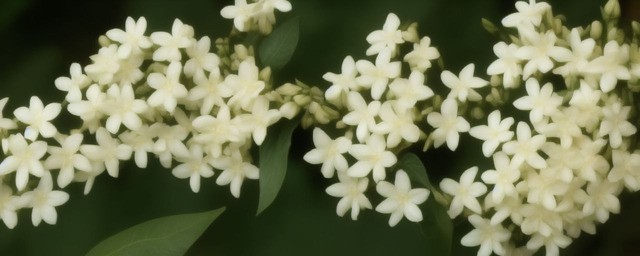 茉莉花的花语是什么