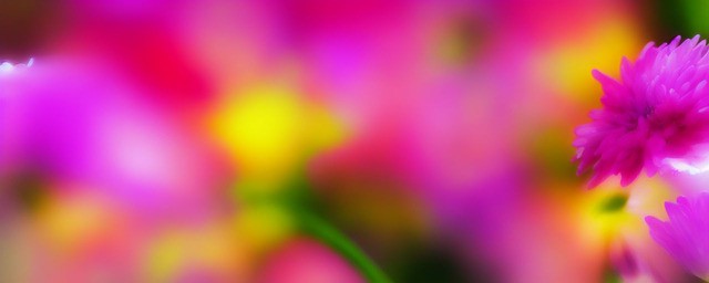 永生花的花语是什么