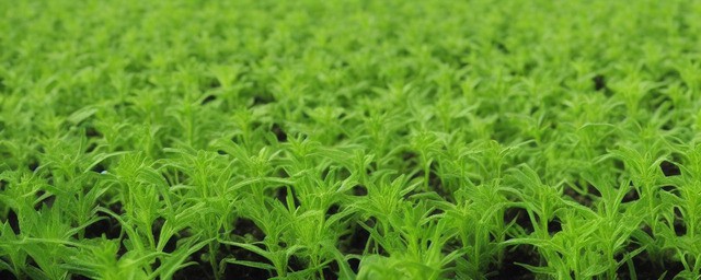 草药种植什么最赚钱