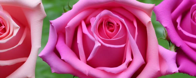 玫瑰与月季的区别