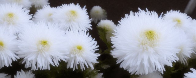 雪菊能过夜喝吗