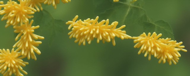 槐花粉的作用与功效