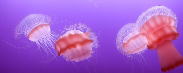 海蜇能过夜吃吗