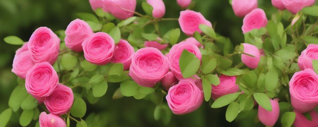 月季花如何修剪
