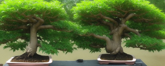 小榕树盆景如何养