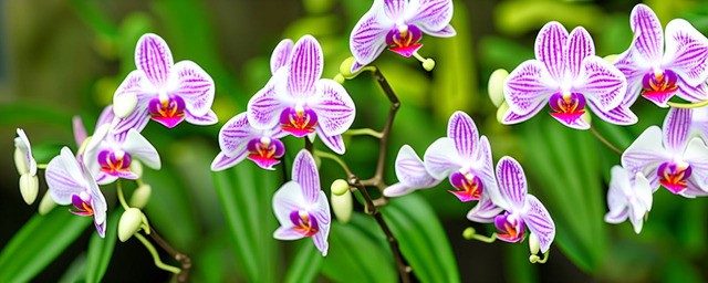 兰草花怎样养殖