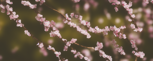 梅花茶能过夜喝吗