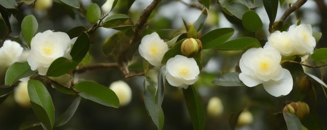 油茶过夜能喝吗
