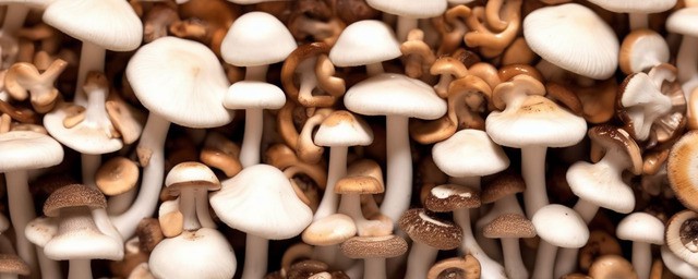 香菇如何洗才干净