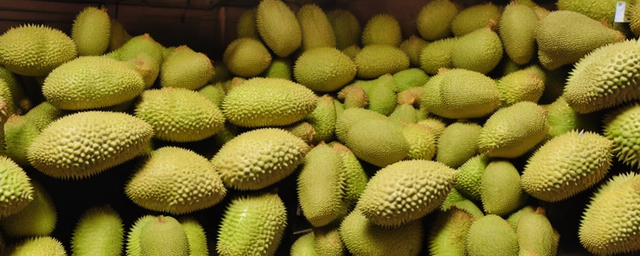 榴莲没熟可以吃吗