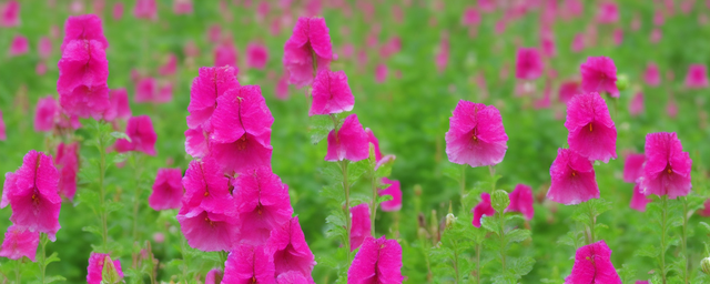 蜀葵花多久浇一次水