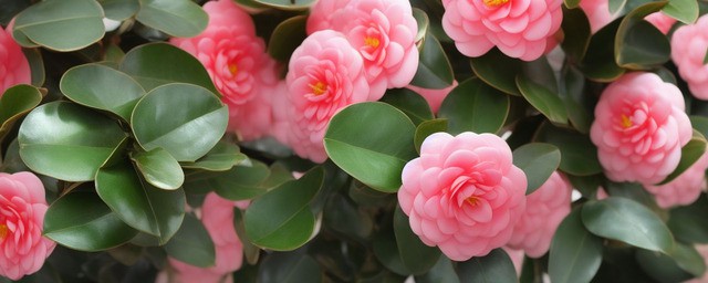 室内茶花多久浇一次水