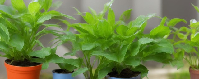 家里植物多久浇一次水