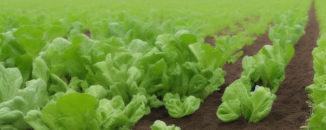 地里蔬菜多久浇一次水