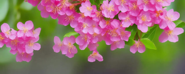 盆栽梅花多久浇一次水