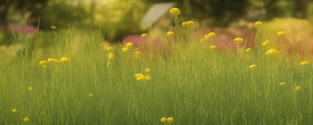 花种多久要浇一次水