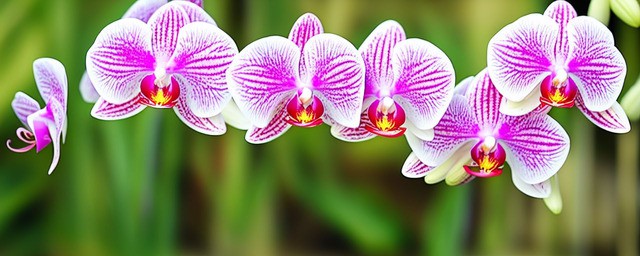 兰花春天多久浇一次水