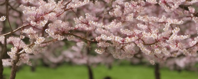 梅花移栽多久浇一次水