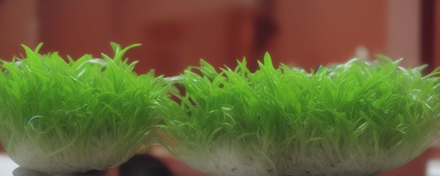 钱兜多久浇一次水